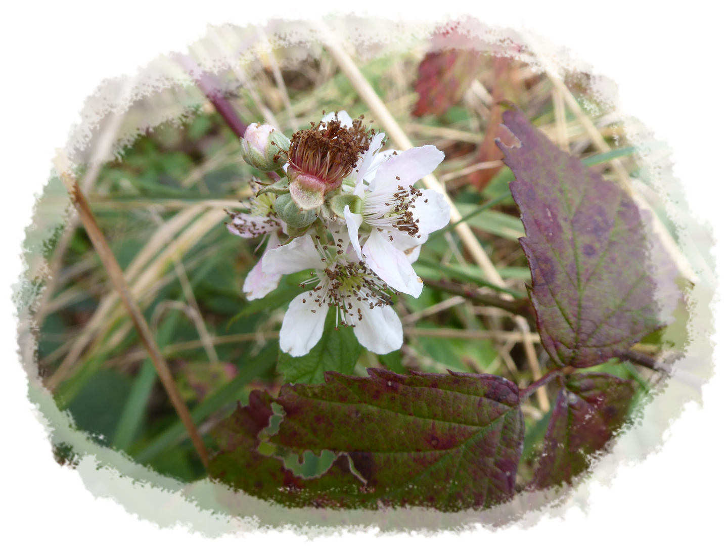 Brombeerblüte im November