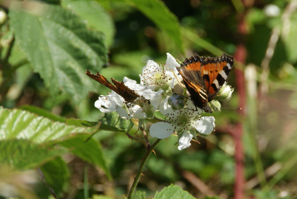 Brombeerblüte mit 2 Besuchern