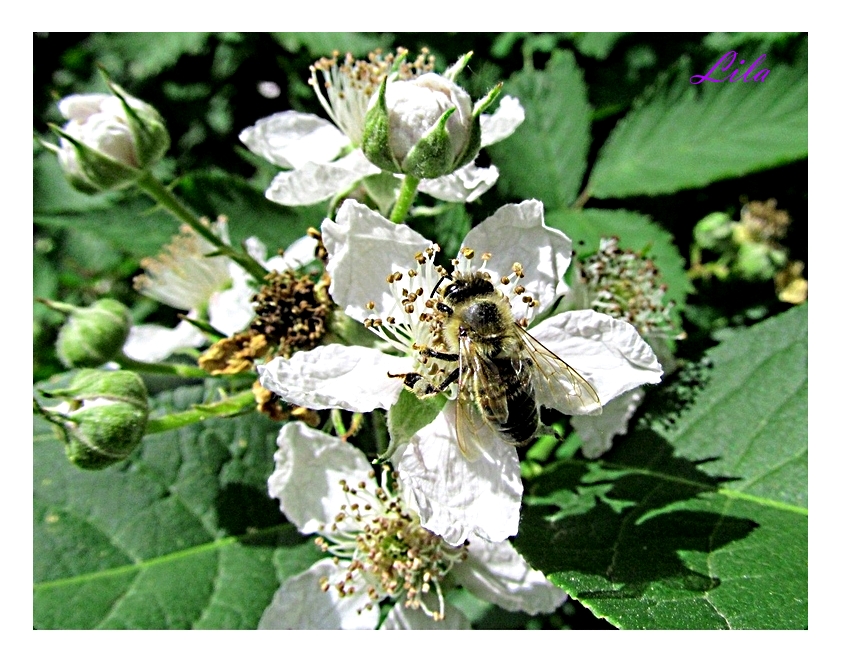 Brombeerblüte mit Besuch