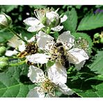 Brombeerblüte mit Besuch