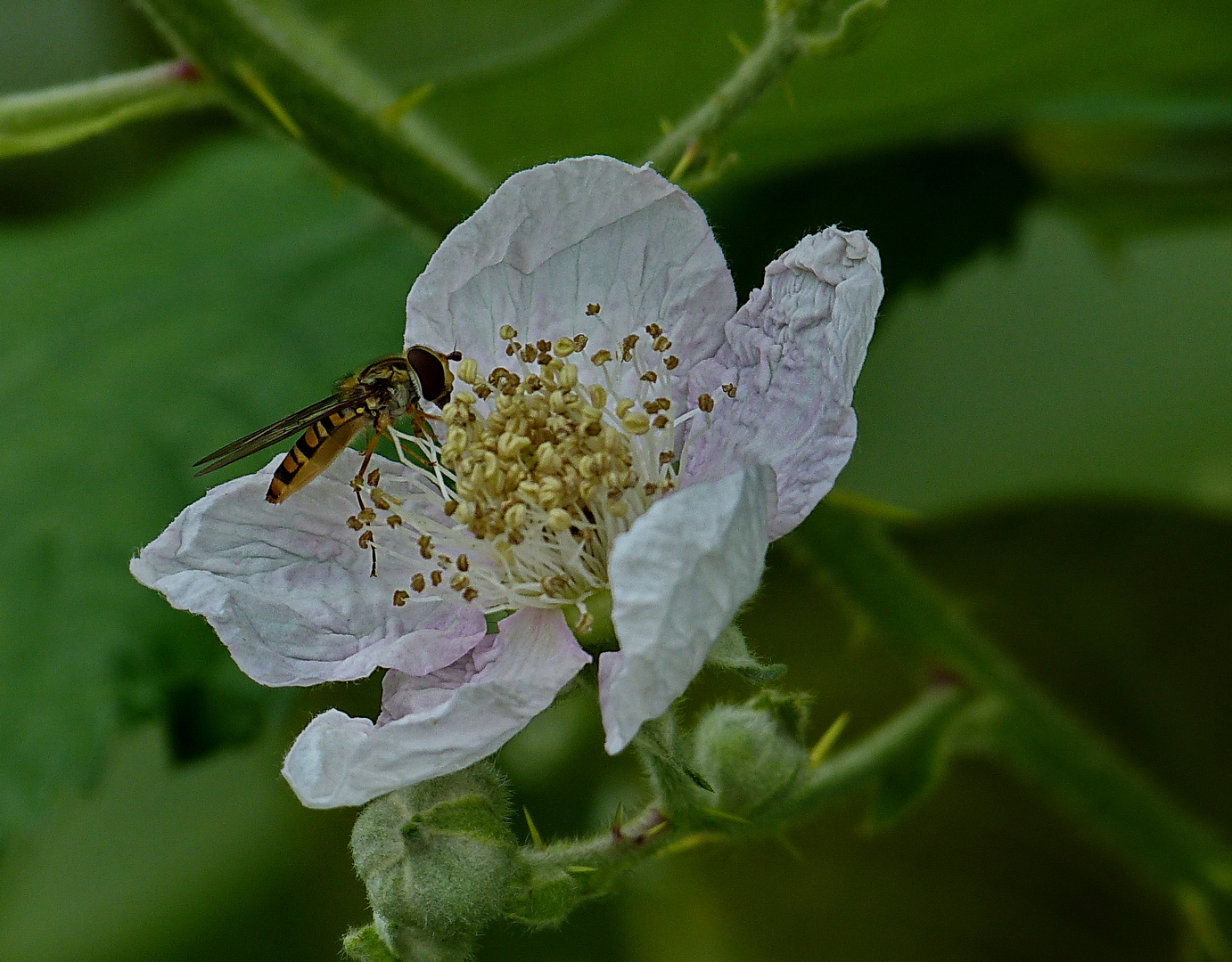 Brombeerblüte mit Besucher