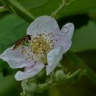 Brombeerblüte mit Besucher