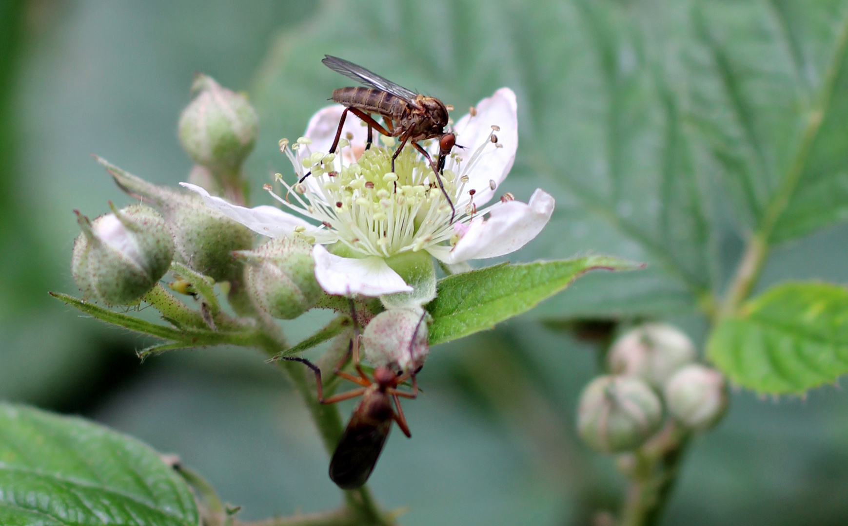 Brombeerblüte - Schnell noch etwas naschen...