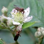 Brombeerblüte - Schnell noch etwas naschen...