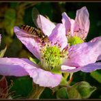 -Brombeerblüte und das zu dieser Jahreszeit-