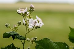 Brombeerblüten
