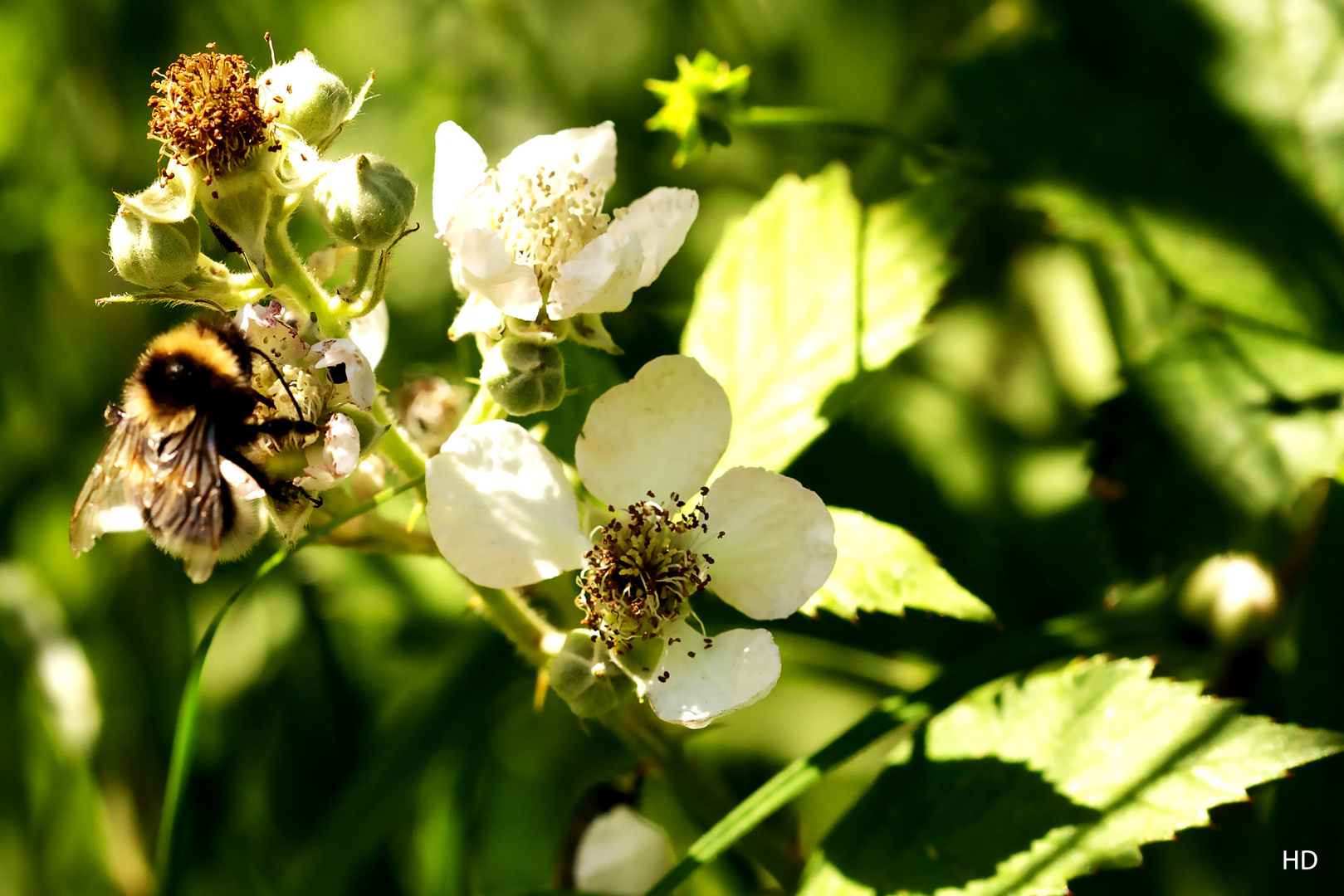 Brombeerblüten 