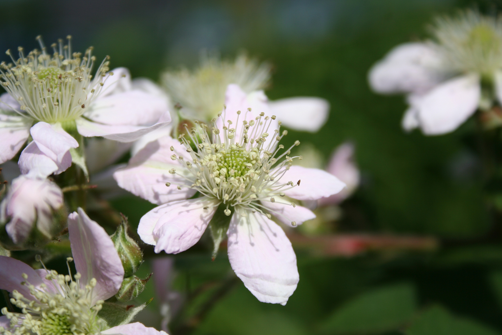 Brombeerblüten