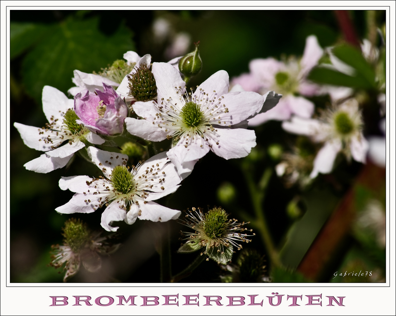 Brombeerblüten