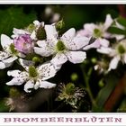 Brombeerblüten