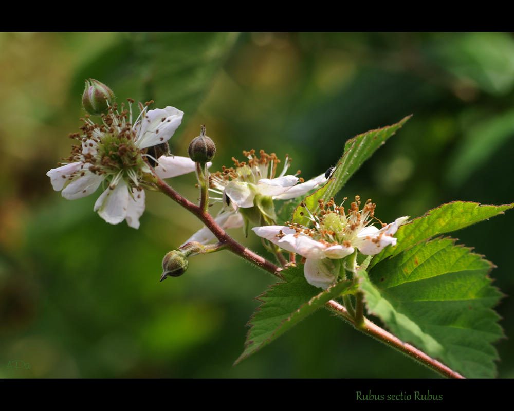 Brombeerblüten