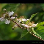 Brombeerblüten