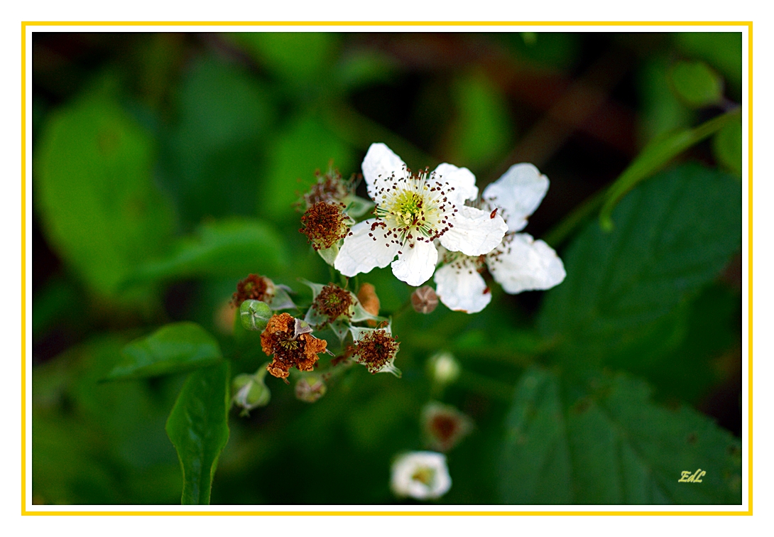 Brombeerblüten