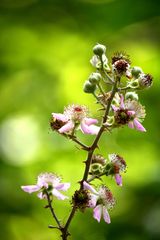 Brombeerblüten