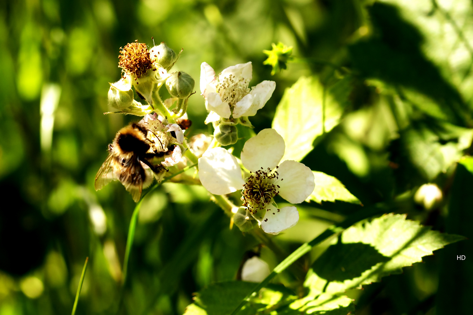 Brombeerblüten