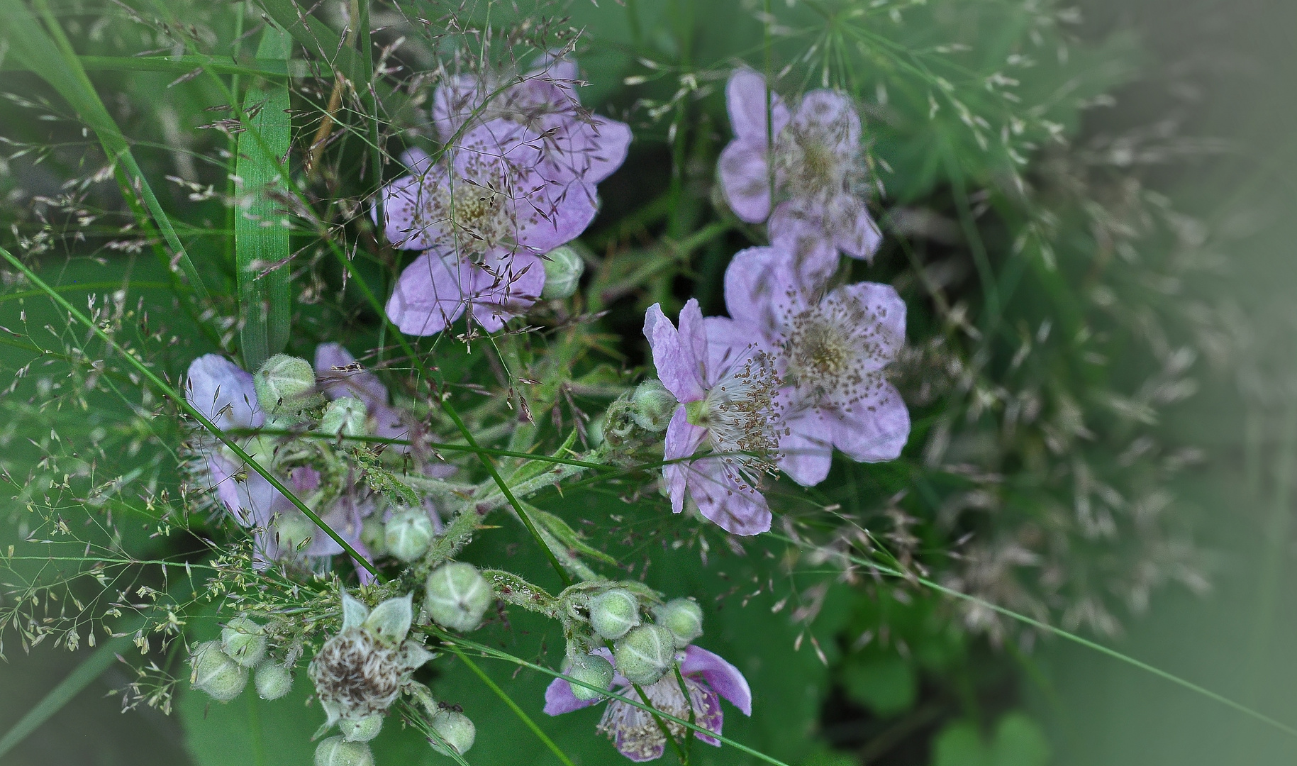 Brombeerblüten.....