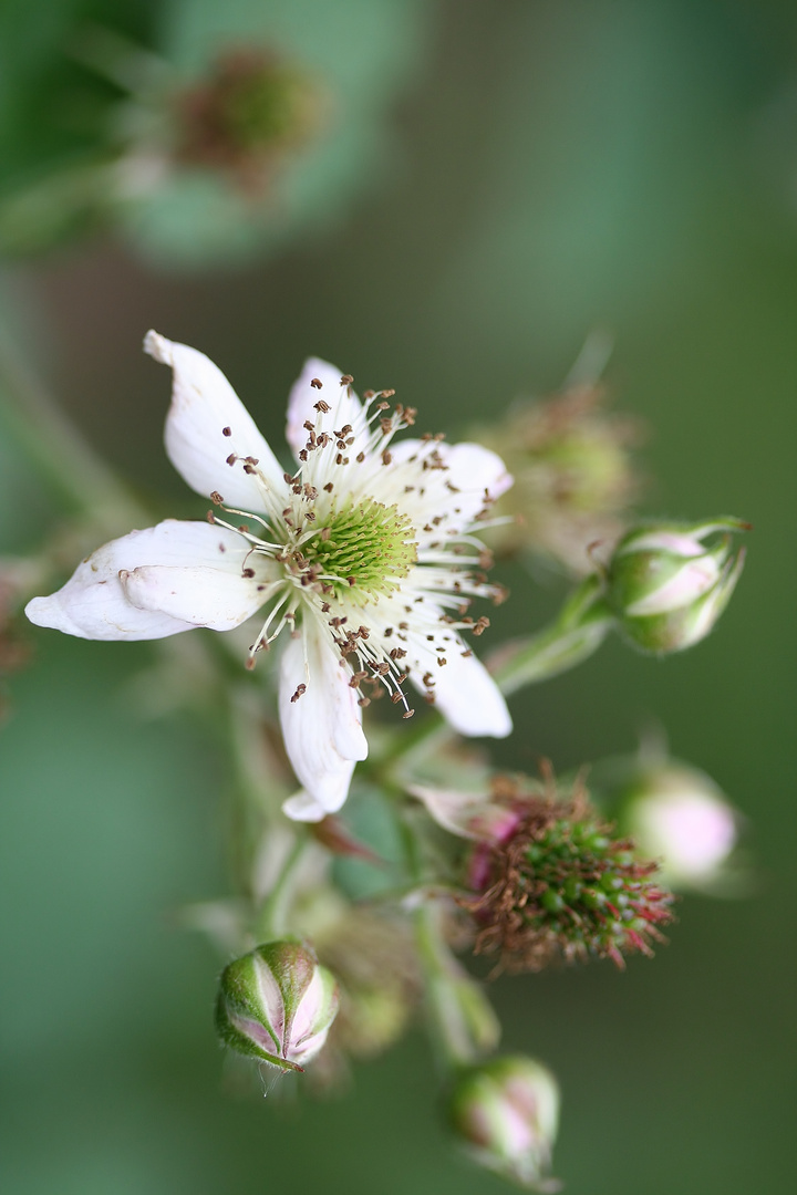 Brombeerblüten