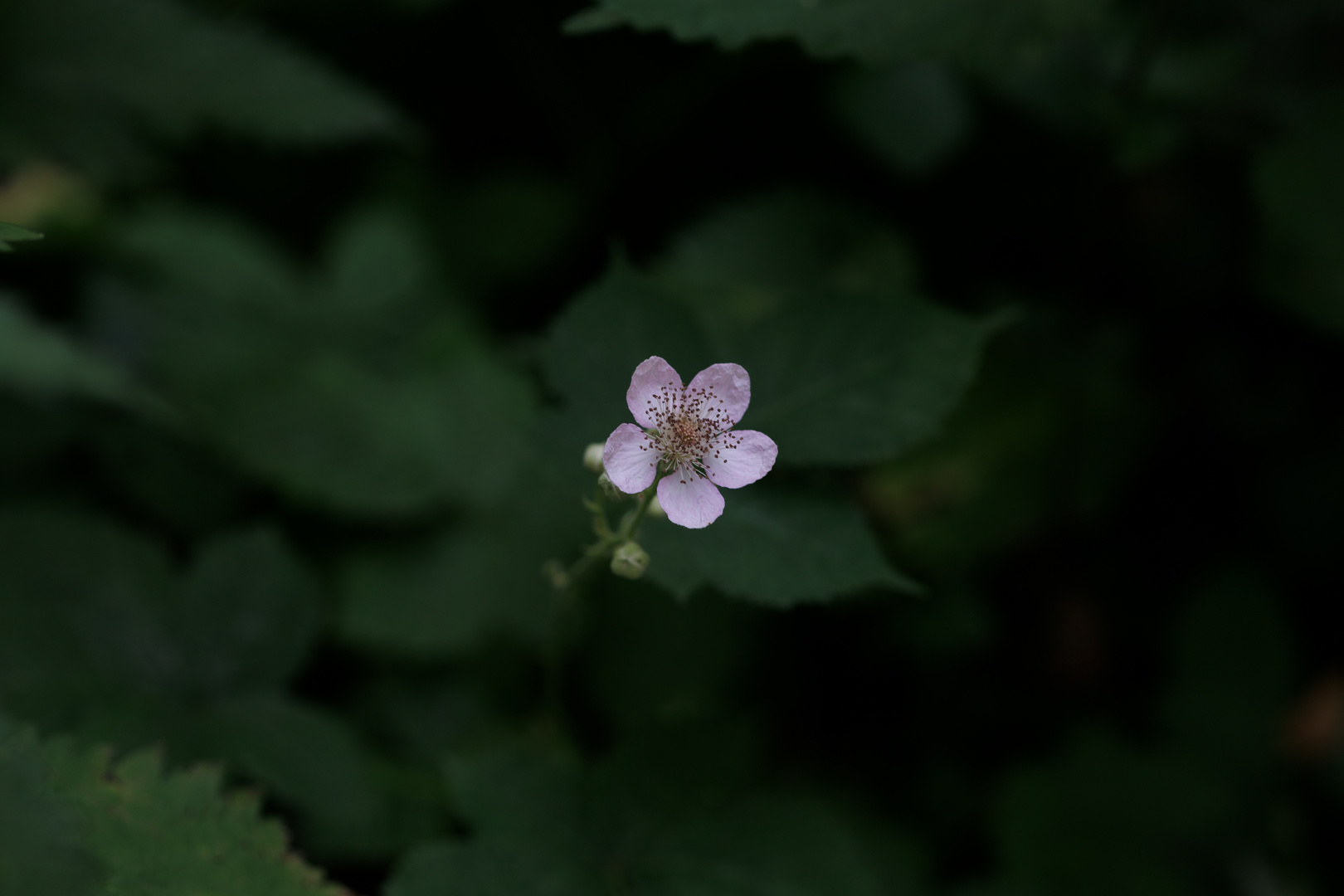 Brombeerblüten-Digiart