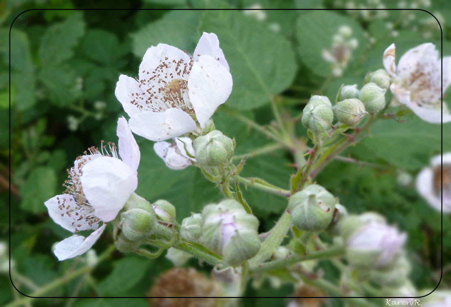 Brombeerblüten