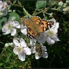 Brombeerblüten für einen Distelfalter...