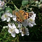 Brombeerblüten für einen Distelfalter...