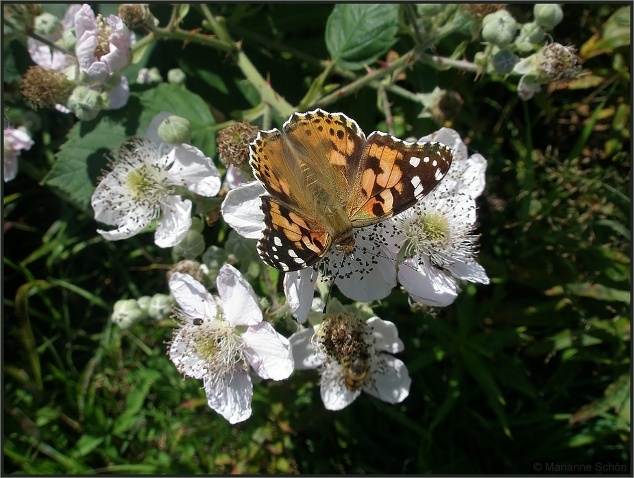 Brombeerblüten für einen Distelfalter...