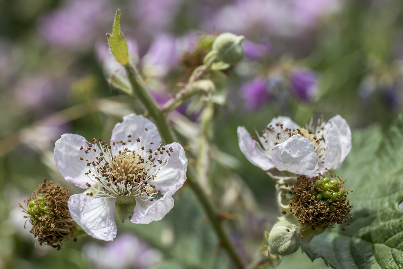 Brombeerblüten für Romantiker/in