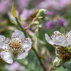 Brombeerblüten für Romantiker/in