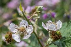 Brombeerblüten für Romantiker/in