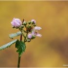 brombeerblüten im herbst.....