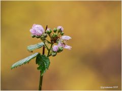 brombeerblüten im herbst.....