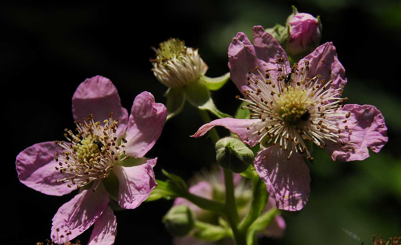 Brombeerblüten im Wald