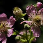 Brombeerblüten im Wald