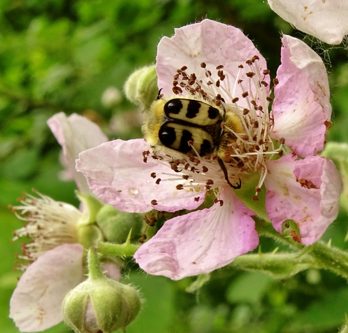 Brombeerblüten-Käfer..