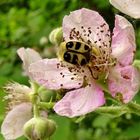 Brombeerblüten-Käfer..