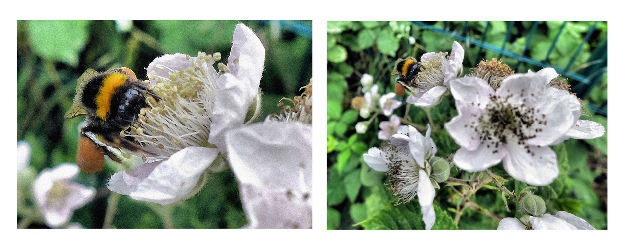 Brombeerblüten mit Besucherin