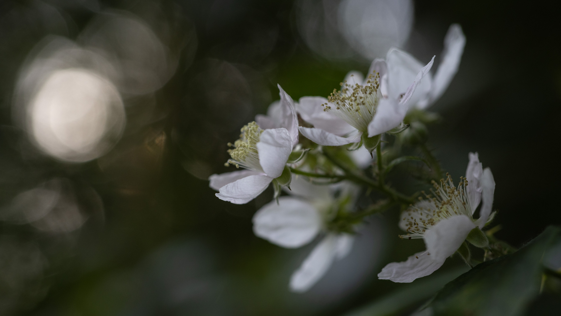 Brombeerblüten mit Bokeh