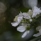 Brombeerblüten mit Bokeh