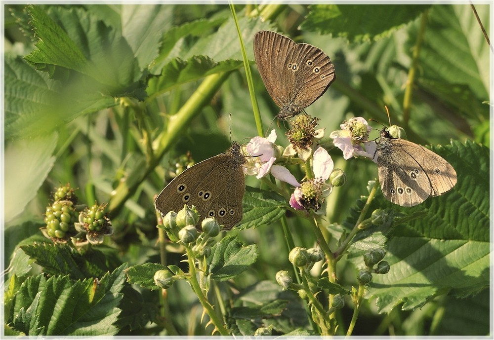 Brombeerblüten sind sehr begehrt!