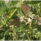 Brombeerblüten sind sehr begehrt!