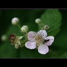 Brombeerblütenbesuch