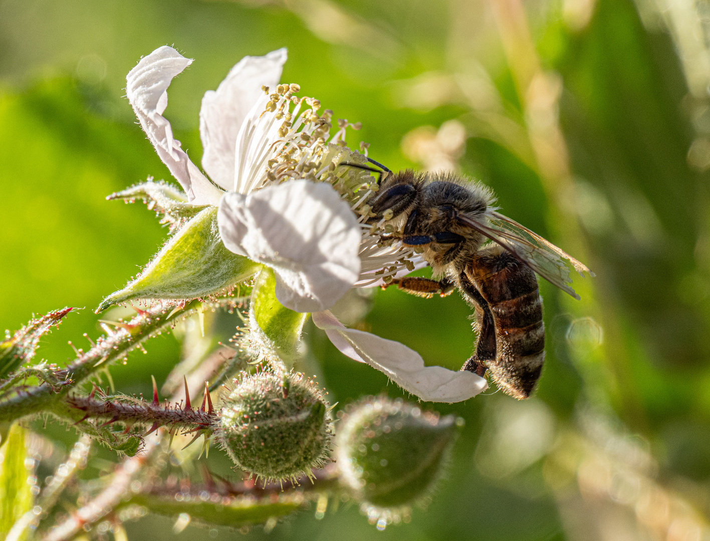 Brombeerblütenbesucherin