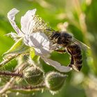 Brombeerblütenbesucherin