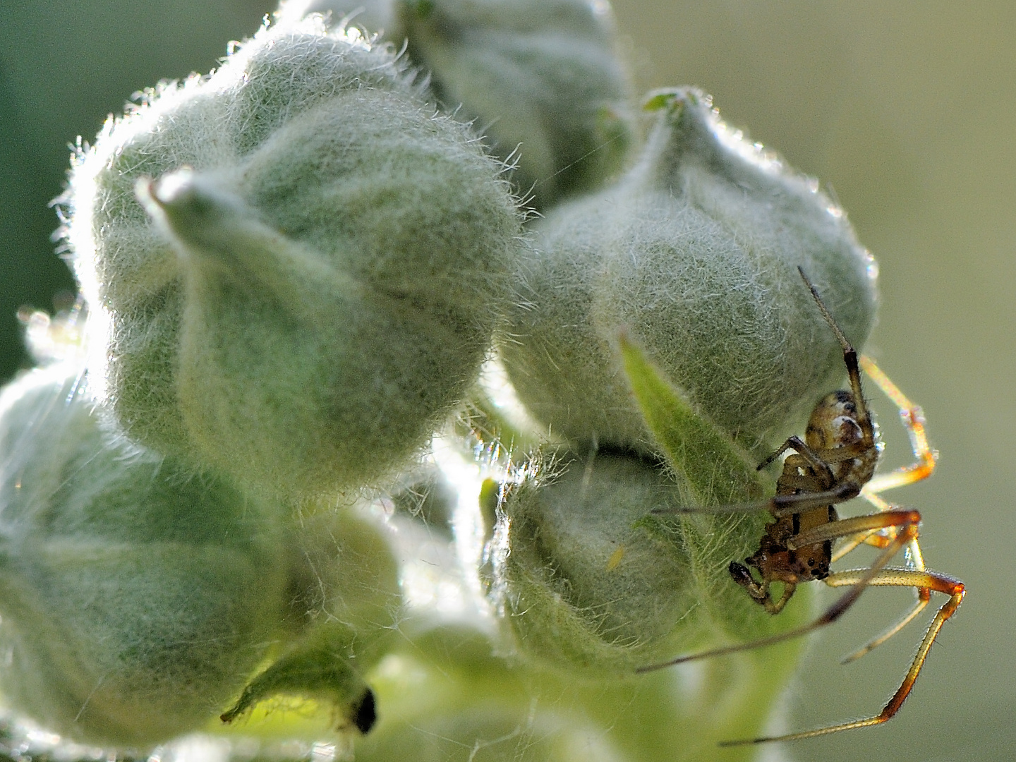 Brombeerblu?tenknospen mit Spinne