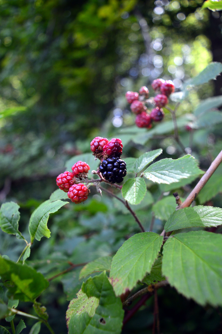 Brombeere Foto & Bild pflanzen, pilze & flechten, früchte und beeren