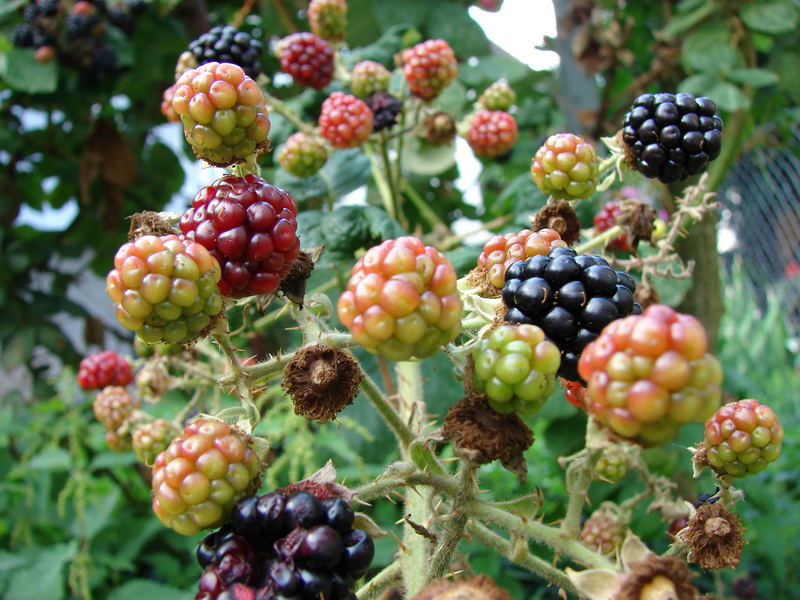Brombeere Foto & Bild pflanzen, pilze & flechten, früchte und beeren