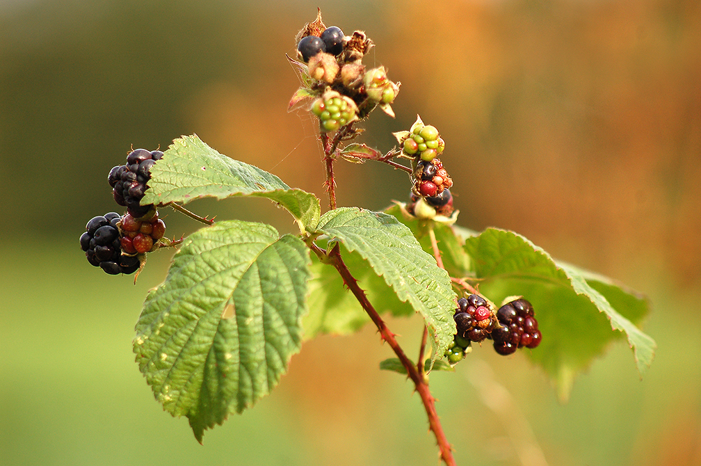 Brombeere... Foto & Bild natur, frucht, pflanzen Bilder auf
