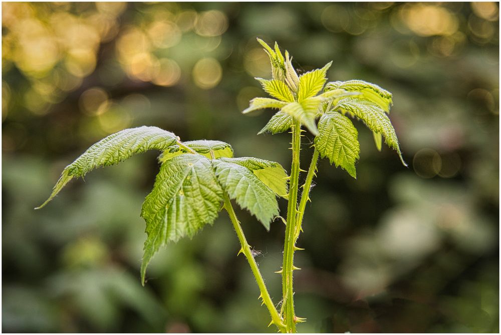 Brombeere