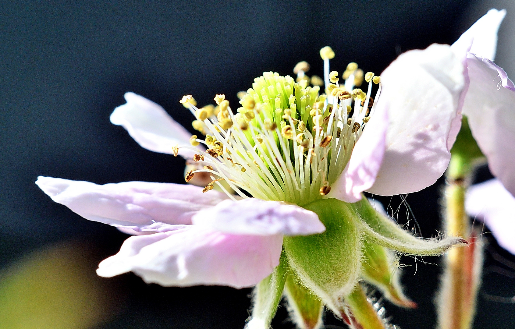 Brombeere, Blüte im Profil