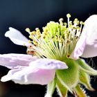 Brombeere, Blüte im Profil